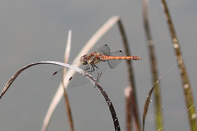 Sympetrum striolatum  - Isabel Garnika