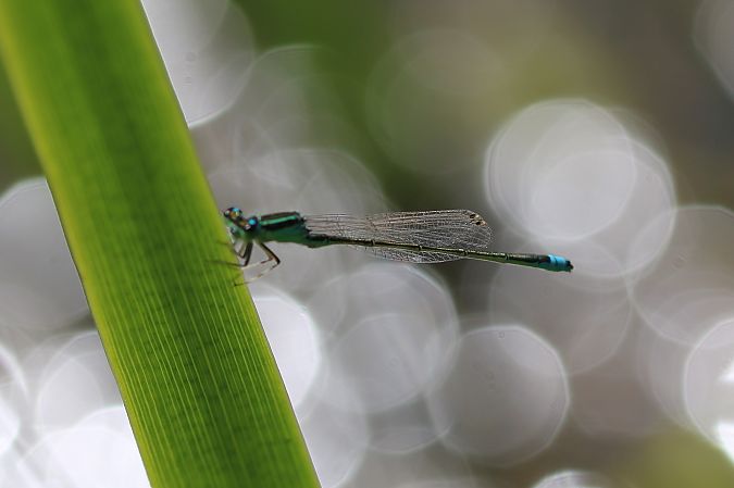 Ischnura pumilio  - Isabel Garnika
