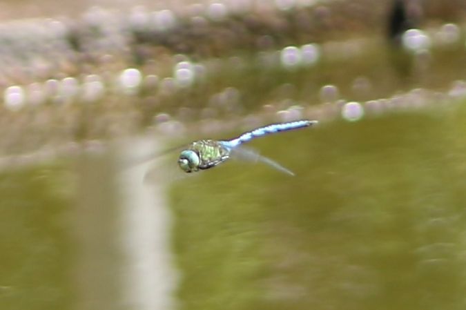 Anax imperator  - Isabel Garnika