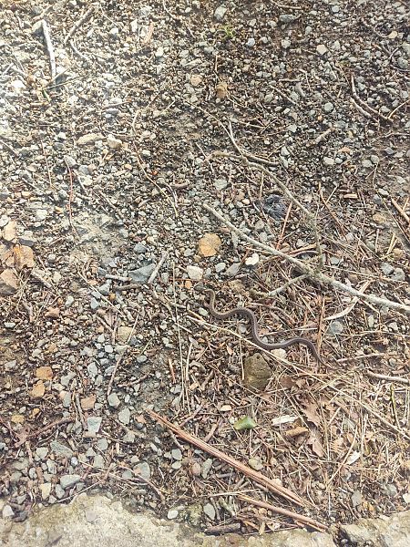 Eskulapio suge  - Diego López