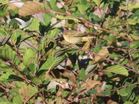 Txio arrunta  - Jose Manuel Unanue