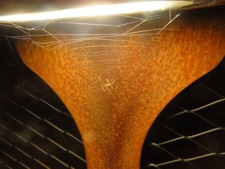 Pholcus sp.  - Jose Manuel Unanue