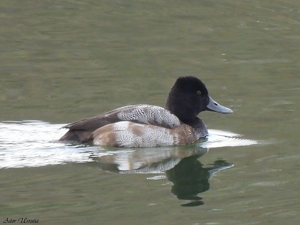 Murgilari txikia  - Aitor Urrutia