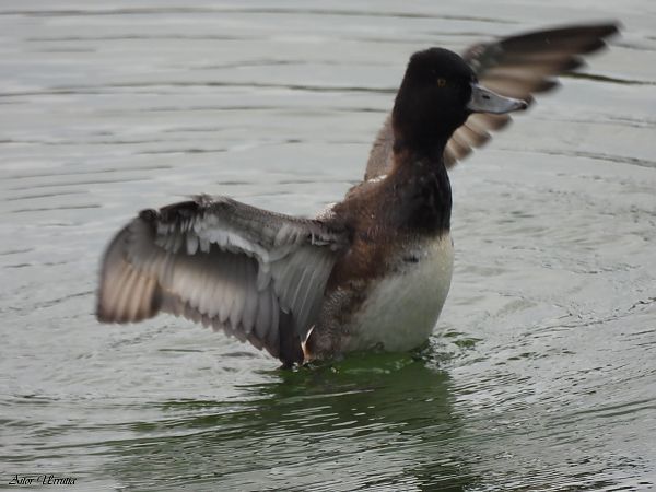 Murgilari txikia  - Aitor Urrutia