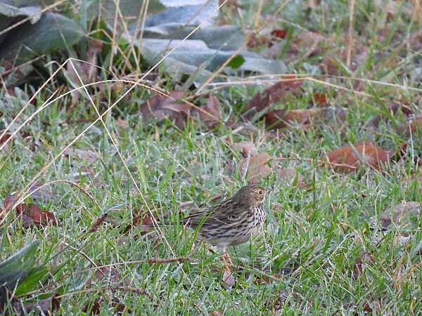 Negu-txirta  - Juana Oyanguren