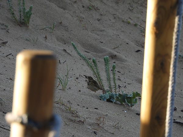 Negu-txirta  - Juana Oyanguren