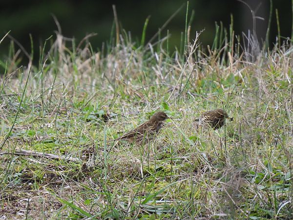 Negu-txirta  - Juana Oyanguren