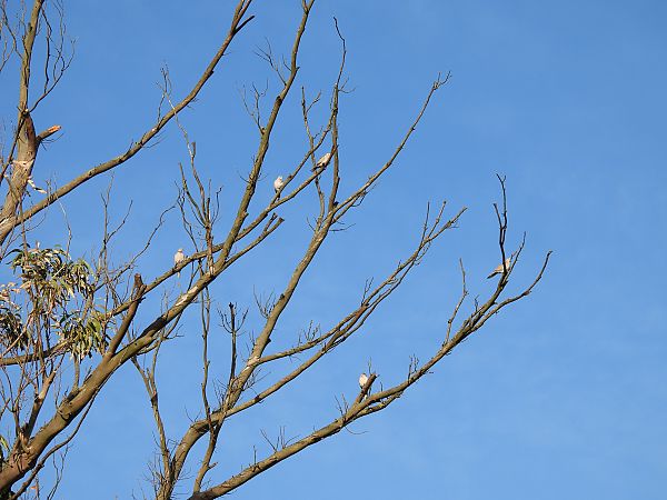 Usapal turkiarra  - Juana Oyanguren