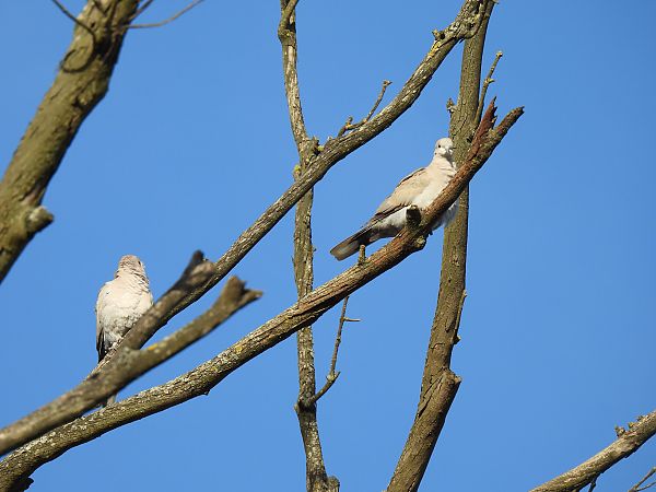 Usapal turkiarra  - Juana Oyanguren