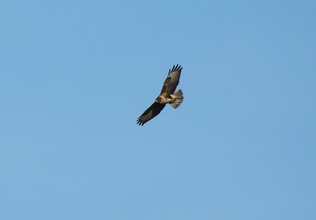 Zapelatz arrunta  - Juana Oyanguren