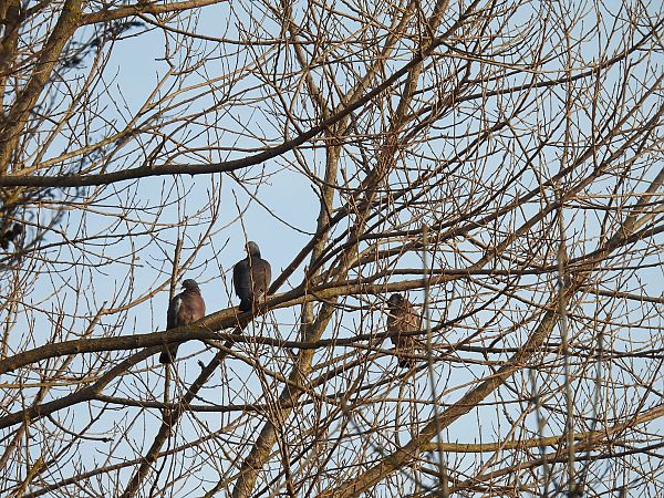 Pagausoa  - Juana Oyanguren