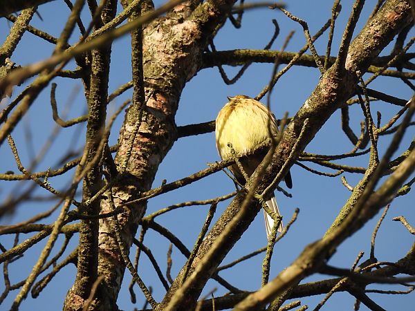 Hesi-berdantza  - Juana Oyanguren