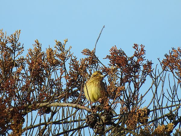 Hesi-berdantza  - Juana Oyanguren