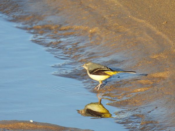 Buztanikara horia  - Juana Oyanguren
