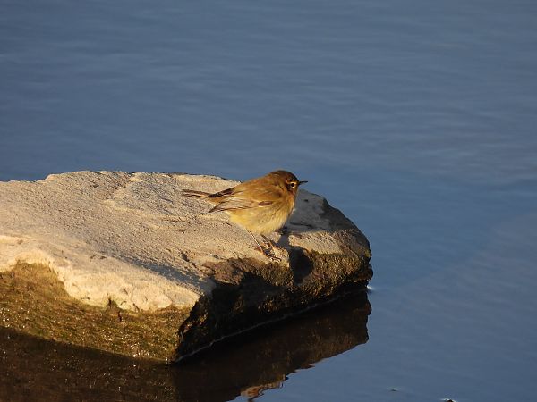 Txio arrunta  - Juana Oyanguren