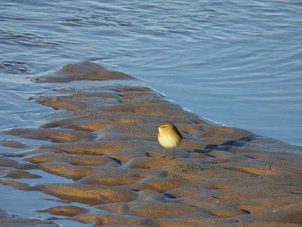 Txio arrunta  - Juana Oyanguren