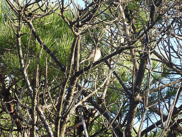 Cirl Bunting  - Juana Oyanguren