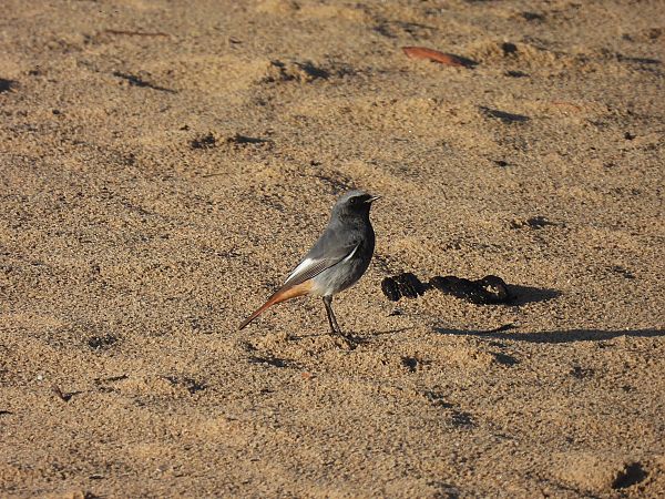 Black Redstart  - Juana Oyanguren