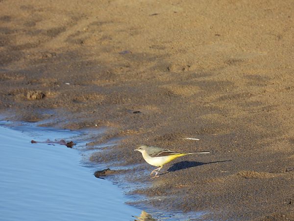 Buztanikara horia  - Juana Oyanguren