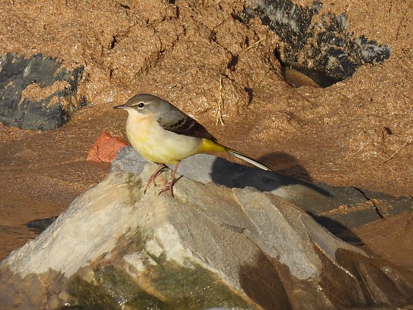 Buztanikara horia  - Juana Oyanguren