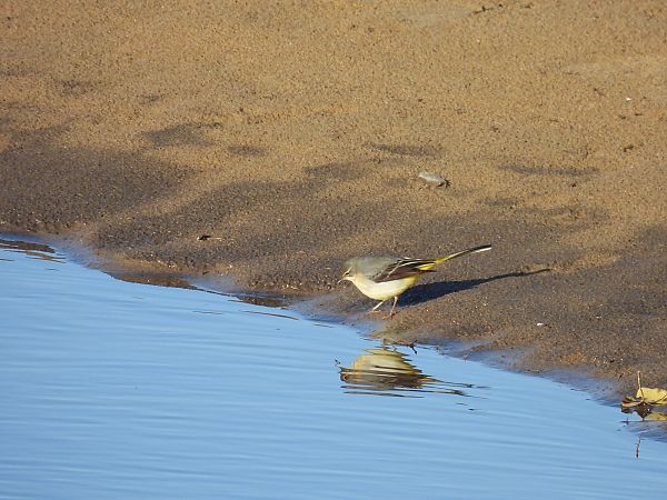 Grey Wagtail  - Juana Oyanguren