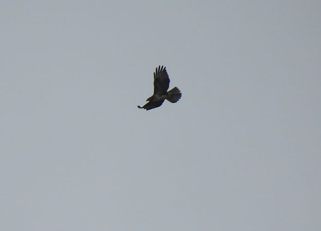 Zapelatz arrunta  - Juana Oyanguren