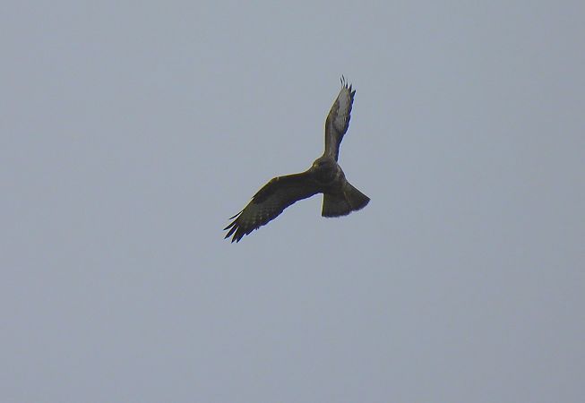 Zapelatz arrunta  - Juana Oyanguren