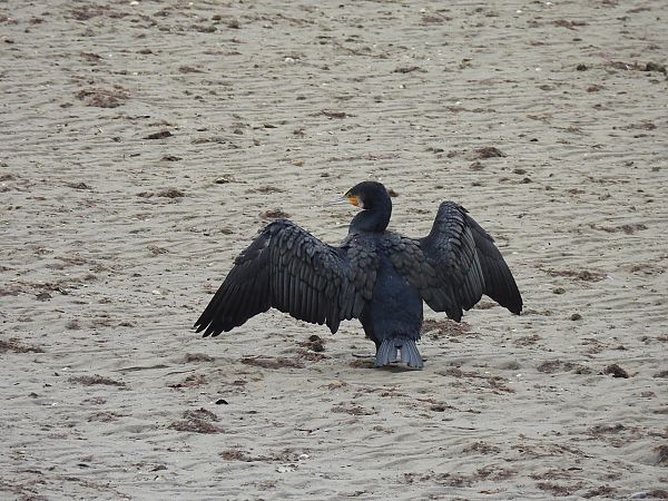 Ubarroi handia  - Juana Oyanguren