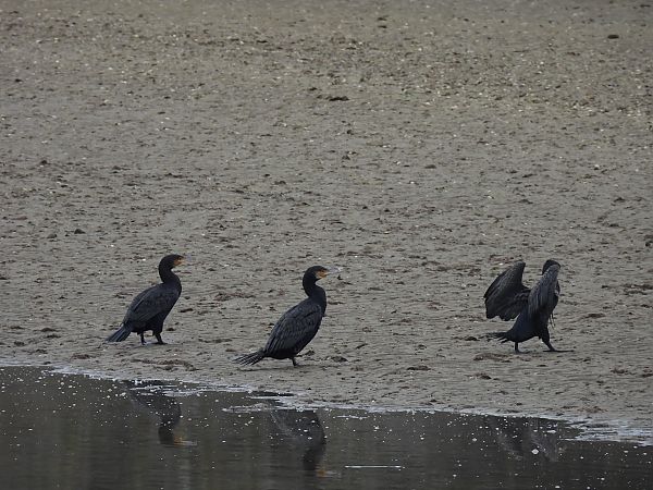 Ubarroi handia  - Juana Oyanguren