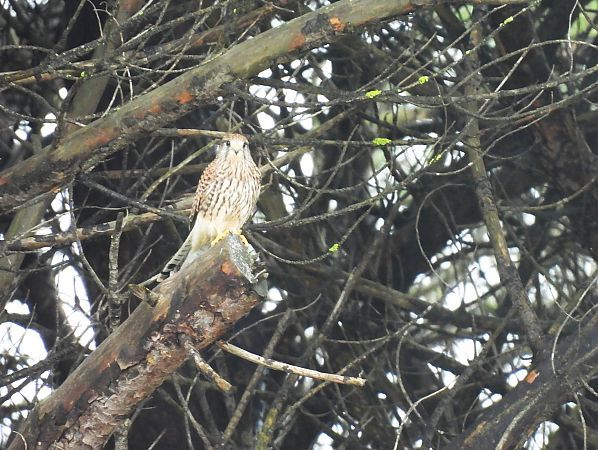 Belatz gorria  - Juana Oyanguren