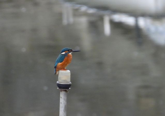 Martin arrantzalea  - Juana Oyanguren