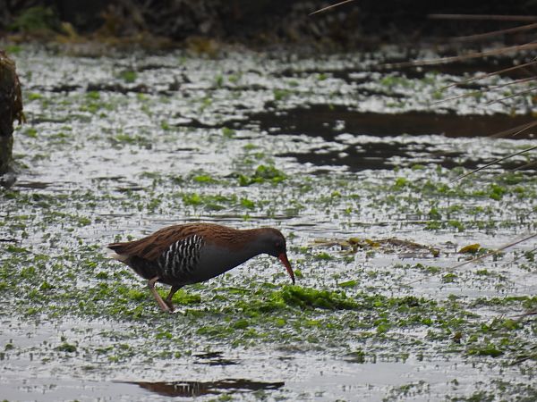 Uroilanda handia  - Juana Oyanguren