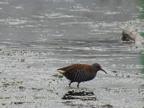 Uroilanda handia  - Juana Oyanguren