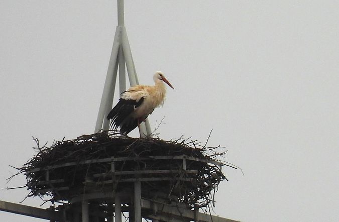Zikoina zuria  - Juana Oyanguren