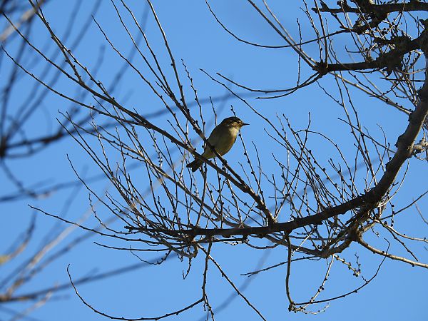 Pouillot véloce  - Juana Oyanguren