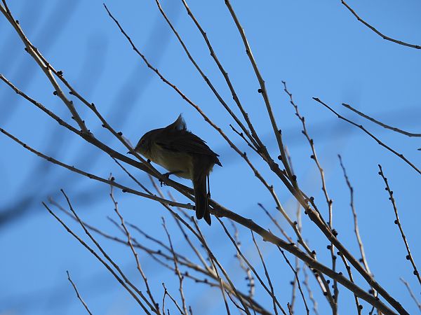 Txio arrunta  - Juana Oyanguren