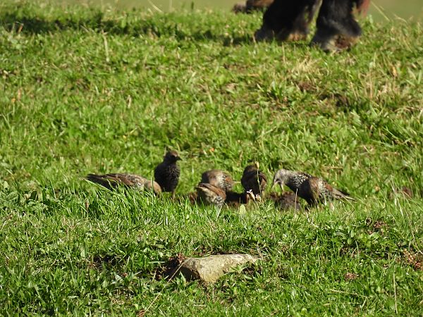 Arabazozo pikarta  - Juana Oyanguren