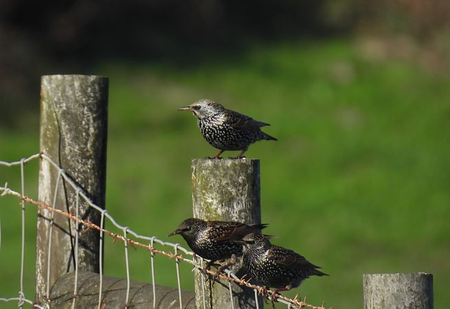 Arabazozo pikarta  - Juana Oyanguren