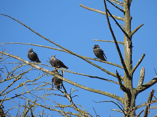Common Starling  - Juana Oyanguren