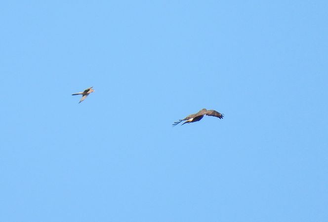 Belatz gorria  - Juana Oyanguren