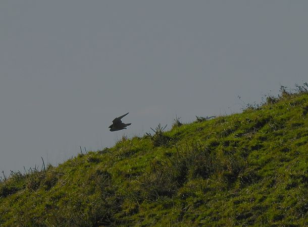 Peregrine Falcon  - Juana Oyanguren