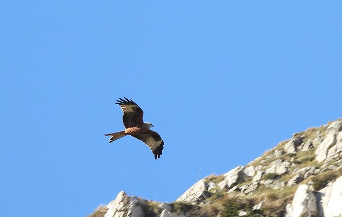 Miru gorria  - Juana Oyanguren