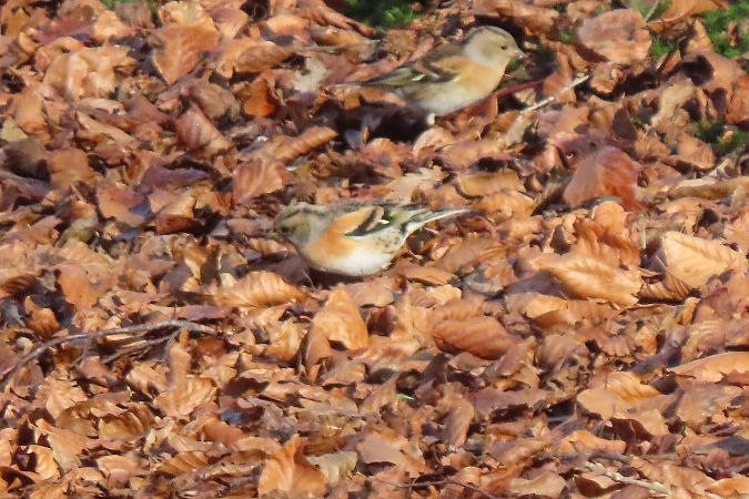Negu-txonta  - Juana Oyanguren