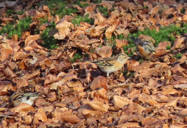 Negu-txonta  - Juana Oyanguren