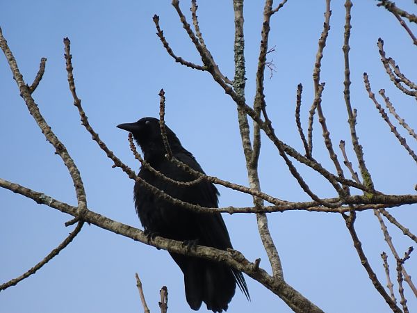 Belabeltza  - Juana Oyanguren