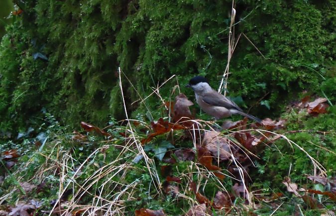 Txinbo kaskabeltza  - Juana Oyanguren