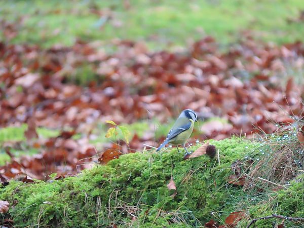 Amilotx urdina  - Juana Oyanguren