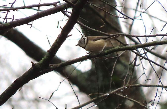Amilotx mottoduna  - Juana Oyanguren