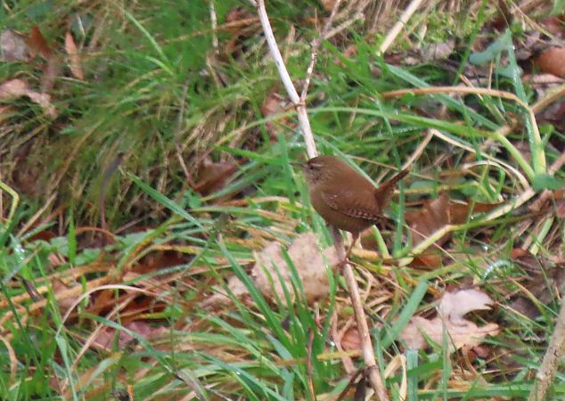 Txepetxa  - Juana Oyanguren