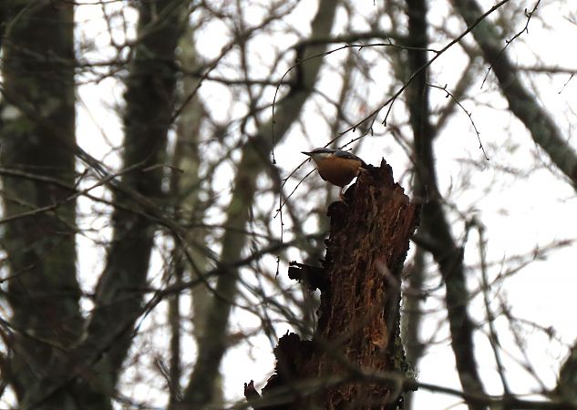 Garrapoa  - Juana Oyanguren